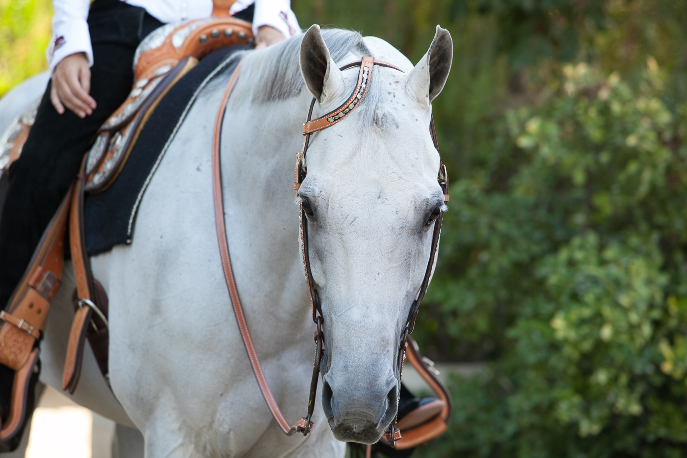 Shop Western Dressage Halters – People On Horses – Ride With Expression!