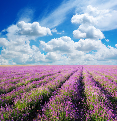 Provence Trip 普羅旺斯