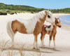 BREYER Breyer White & Brown Misty & Stormy Models Set