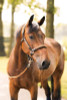 HORZE Horze B Vertigo Evolve Leather Brown Horse Halter with Braided Accents 