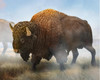 American Bison