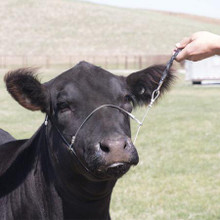 SULLIVAN'S Sullivan's Cruise Control Cattle Cable Halter SULLIVAN'S Sullivan's Cruise Control Cattle Cable Halter