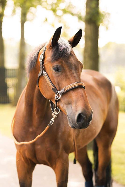 HORZE Horze B Vertigo Evolve Leather Brown Horse Halter with Braided Accents 