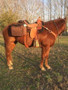 REINSMAN Reinsman Black Deluxe Insulated Cooler Saddle Bag 