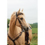 CIRCLE Y OF YOAKUM Circle Y Vintage Sunflower Leather Browband Headstall   CIRCLE Y OF YOAKUM Circle Y Vintage Sunflower Leather Browband Headstall