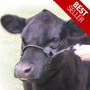SULLIVAN'S  Sullivan's 1ST Class Cattle Show Halter Leather 