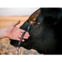 SULLIVAN'S  Phantom Cable Cattle Halter With Ghost Grip 