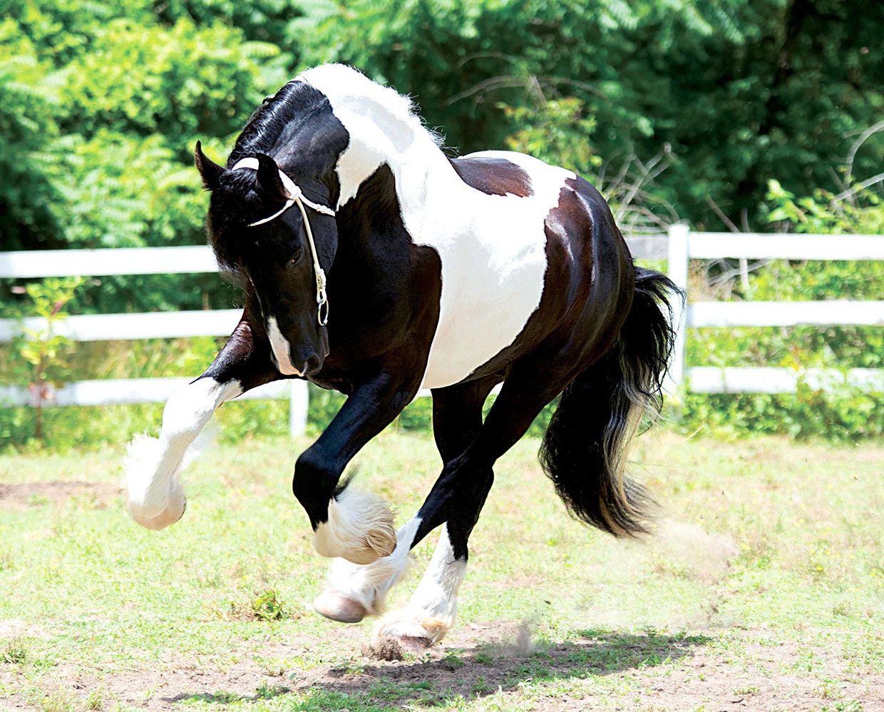 Breyer Adiah HP Traditional Horse