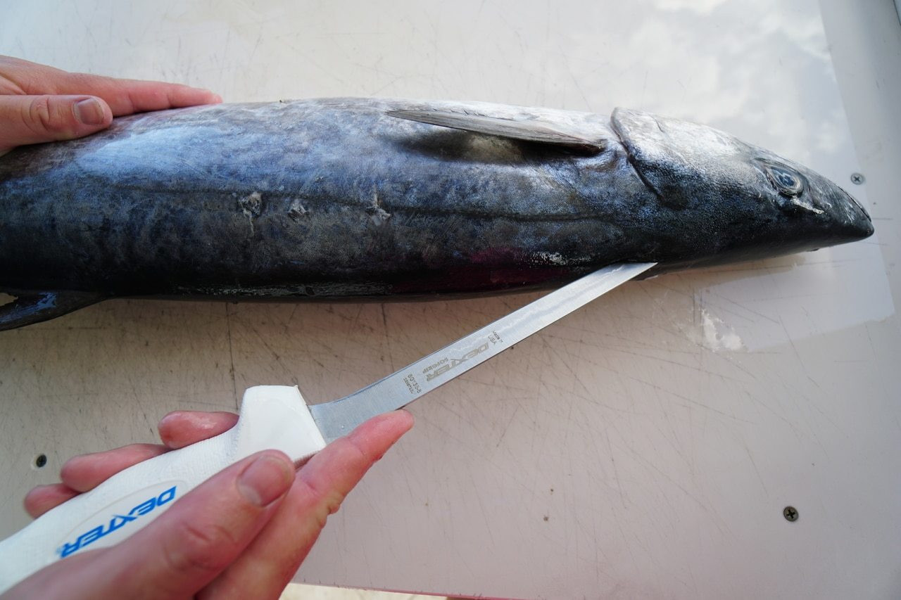 Mustad 9 Fish Fillet Knife Blue Pike Carp Trout
