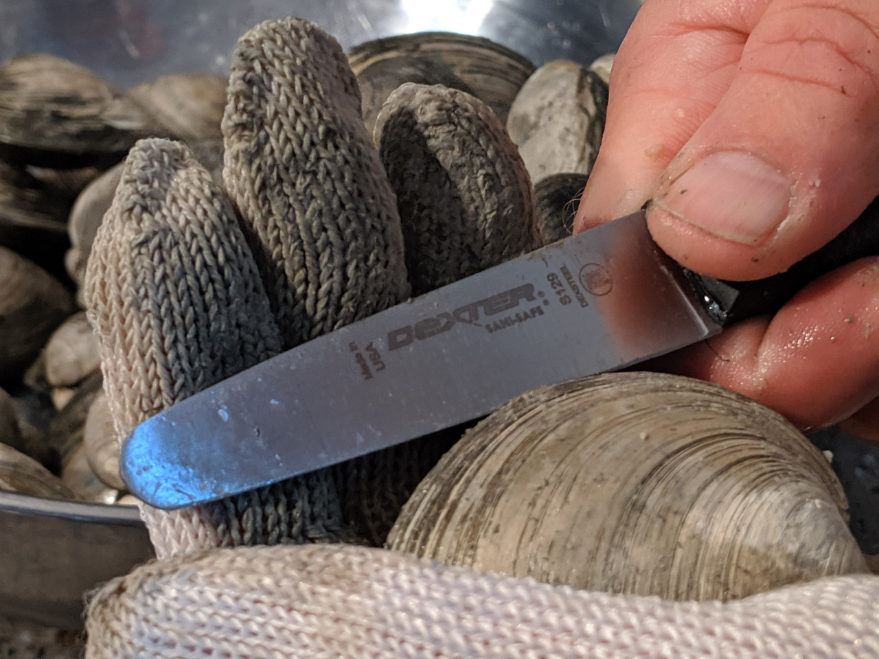 S129 3 3/8 inch Sani-Safe® Clam knife