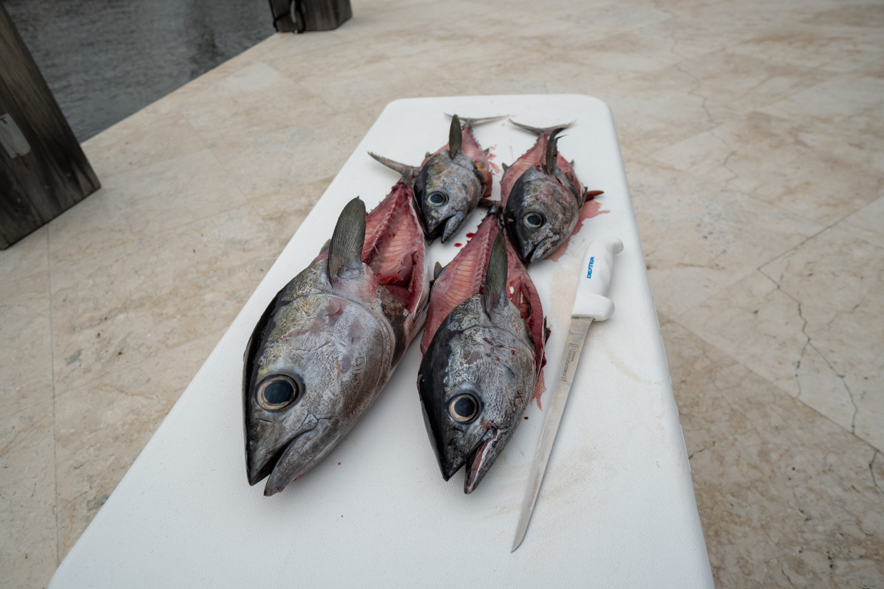 9 Inch Magreel Fishing Fillet Knife Professional Level Knives for Filleting  Fish