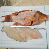 SOFGRIP 8" narrow fillet.