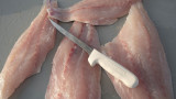 S133-7 fillet knife displayed on fish fillets