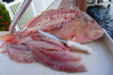 the SG138  does a great job on this Red Snapper