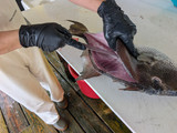 The DX7MF is cutting a fish