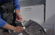 Gill and Gutting Bluefin Tuna – Care for Your Catch on the Water