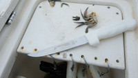 Fish, game, BBQ or cutting bait. The Dexter boning knife does it all.