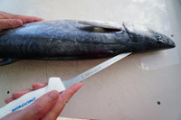 Dexter SOFGRIP fillet knife fillets a King Mackerel.