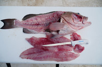 Great on grouper the 8" white handle sofgrip.