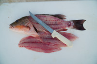 The S138 with a filleted fish.