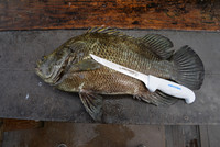 Triple tail with a 6" Dexter SOFGRIP.