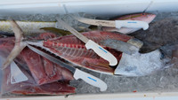 Great lineup of Dexter knives.