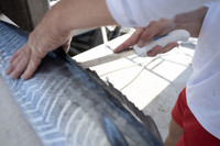 Dexter SG138EG cutting wahoo