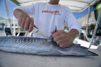 Dexter SG138EG cutting fish