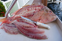 the SG138  does a great job on this Red Snapper