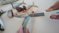 SG142-8TEEG fish fillet.