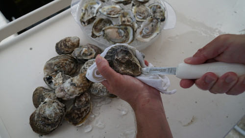 Easy work with the Dexter S121 oyster knife shucking oysters