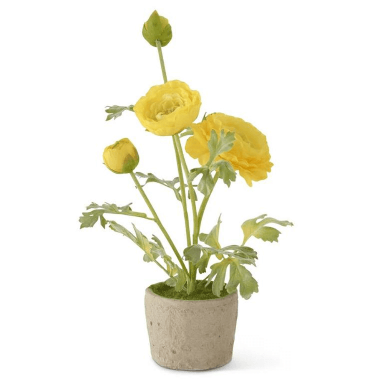 K and K Interiors 14.75 Inch Yellow Ranunculus in Clay Pot