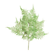 Kalalou Fern Bundle