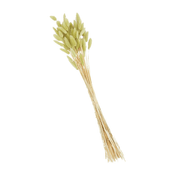 Mudpie Dried Green Bunnytail Stem