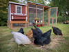 OverEZ Chicken Medium Chicken Coop - Up to 10 Chickens