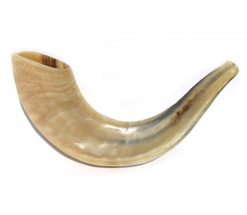 Shofar | Ram | D2 /29-33cm
