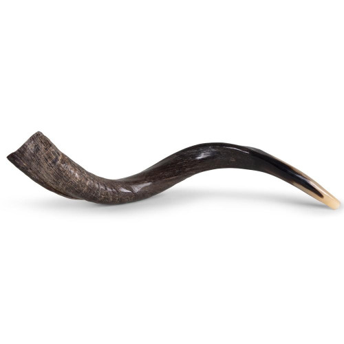 Shofar | Kudu | Yemenite /1 | Mini