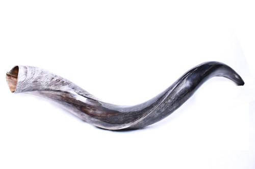 Shofar | Kudu | Yemenite /2 | Small /51cm