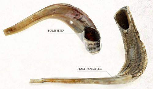 Shofar | Ram | AAA7 /56-63cm
