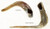 Shofar | Ram | AAA7 /56-63cm