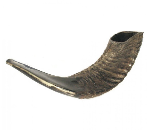 Shofar | Ram | B4 /38-42cm