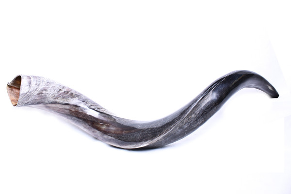 Shofar | Kudu | Yemenite /2 | Small /51cm