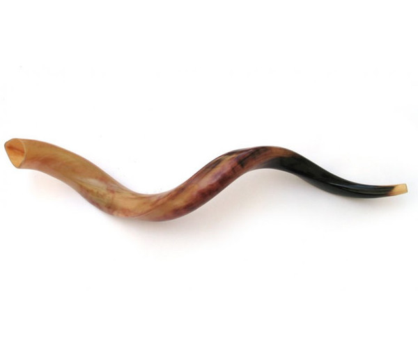 Shofar | Kudu | Yemenite /3 | Med /62cm