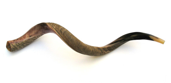 Shofar | Kudu | Yemenite /6 | Jumbo /82cm
