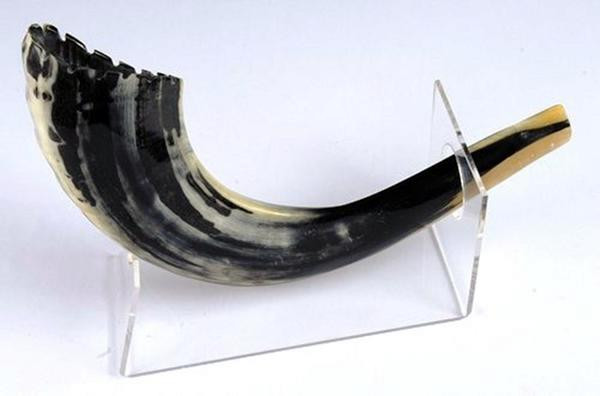 Shofar | Ram | Morrocan /Large
