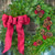 fresh christmas wreath red berries linen bow fresh christmas wreath red berries linen bow