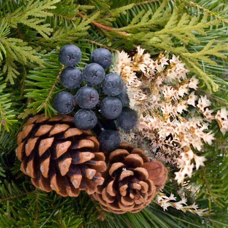 blueberries, moss, and pine cone close up