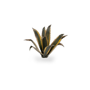 Gamers Grass: Laser Plants - Agave Gamers Grass: Laser Plants - Agave