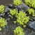 Gamers Grass: Tufts - Green Shrubs