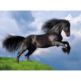 Clementoni The Fresian Black Horse Jigsaw Puzzle 500Pcs -Chikili.com